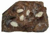 Paleocene Fossil Seed Pod Plate - North Dakota #262296-1